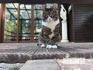 Дом 250м², 2-этажный, посуточно, 