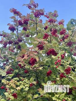 Дом 46м², 2-этажный, участок 13 сот.  