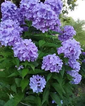 Дом 60м&sup2;, 2-этажный, участок 12 сот.  