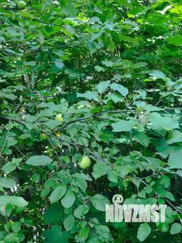 Дом 36м², 2-этажный, участок 11 сот.  